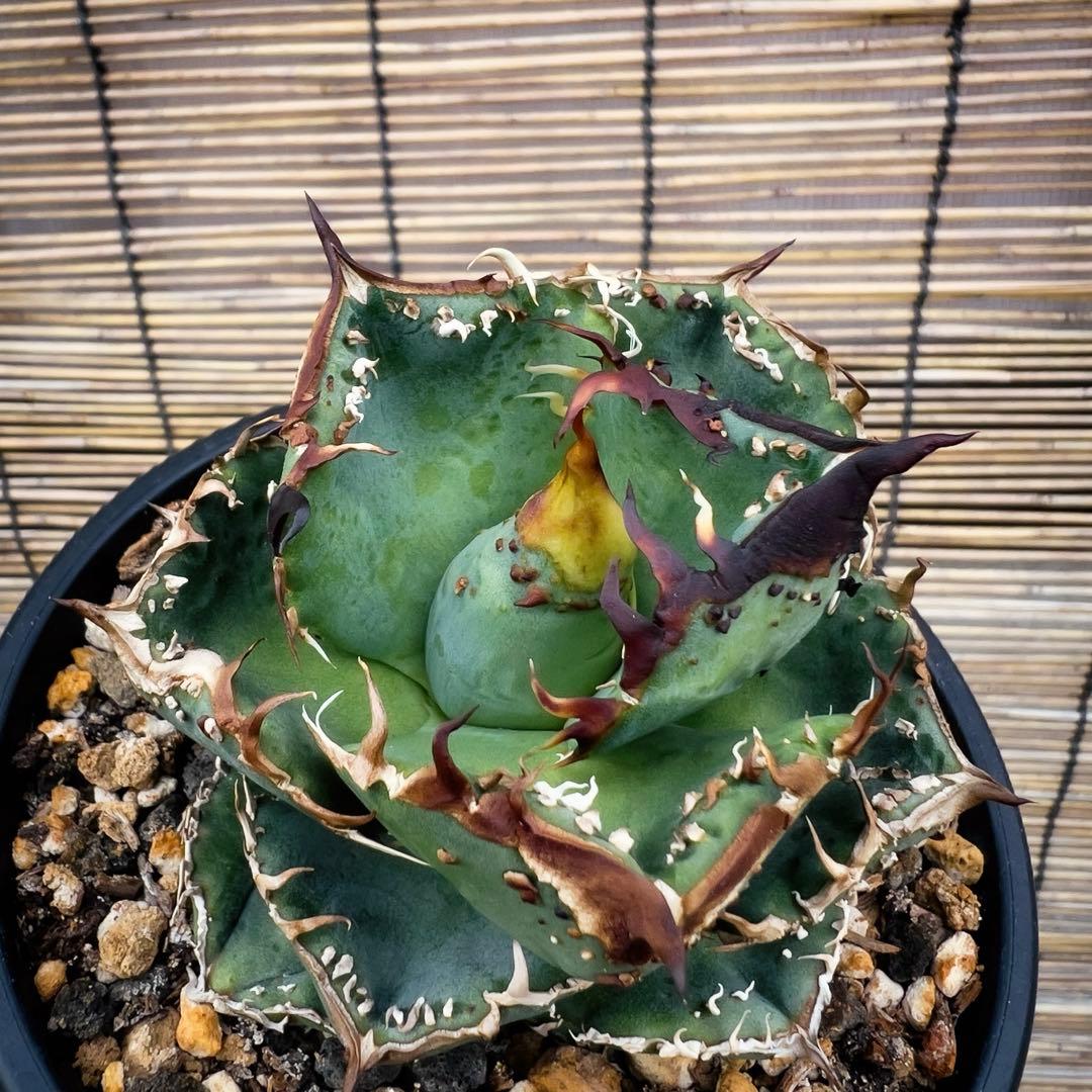 台湾産　アガベ　ブツブツ　麻花　中株