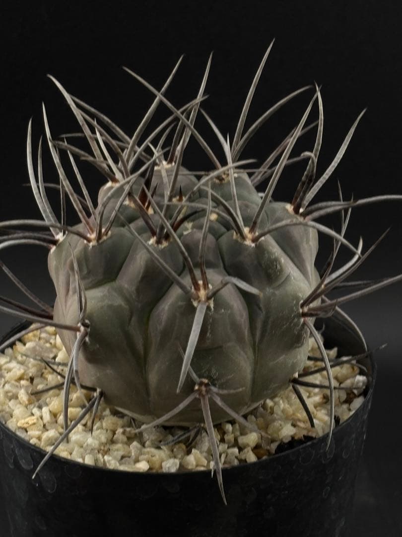 ギムノカリキウム 守金魔天竜 実生