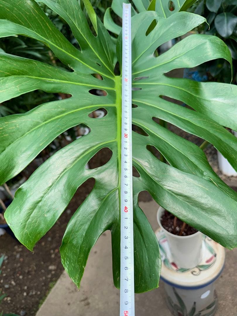 【特級品】モンステラ デリシオーサ 根上り 幹上がり 特大極上苗 7号鉢サイズ