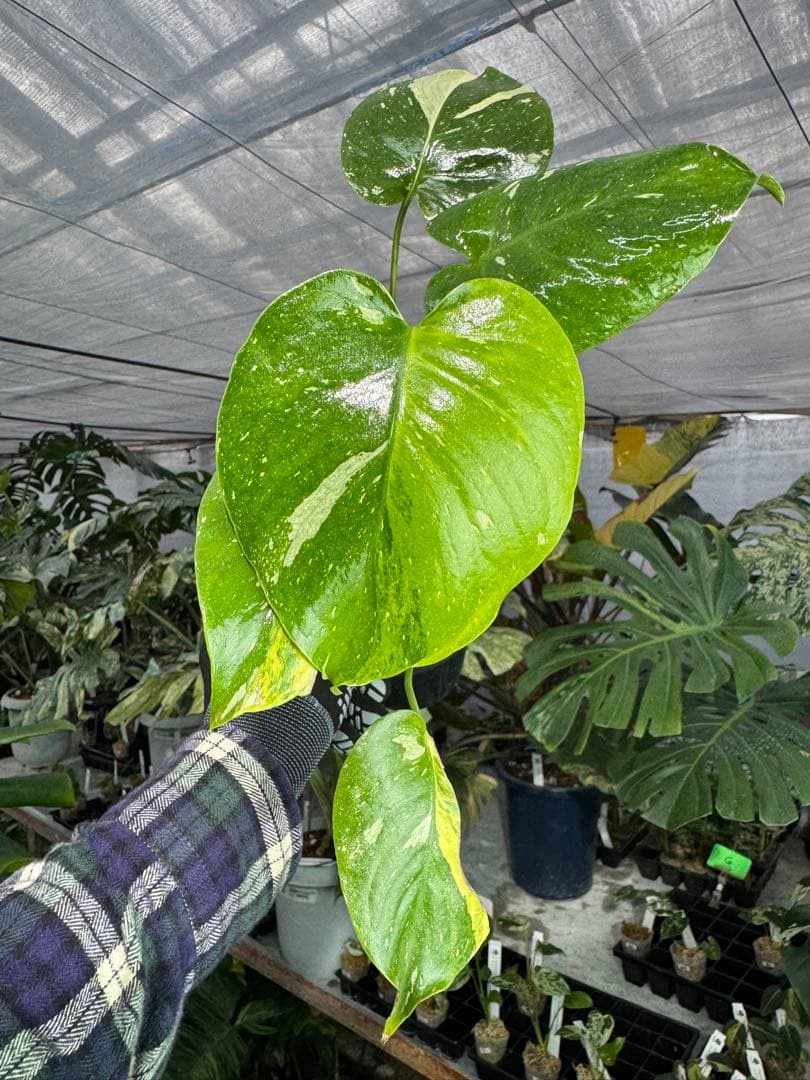 1モンステラ　タイコンステレーション　ミラクル　斑入り