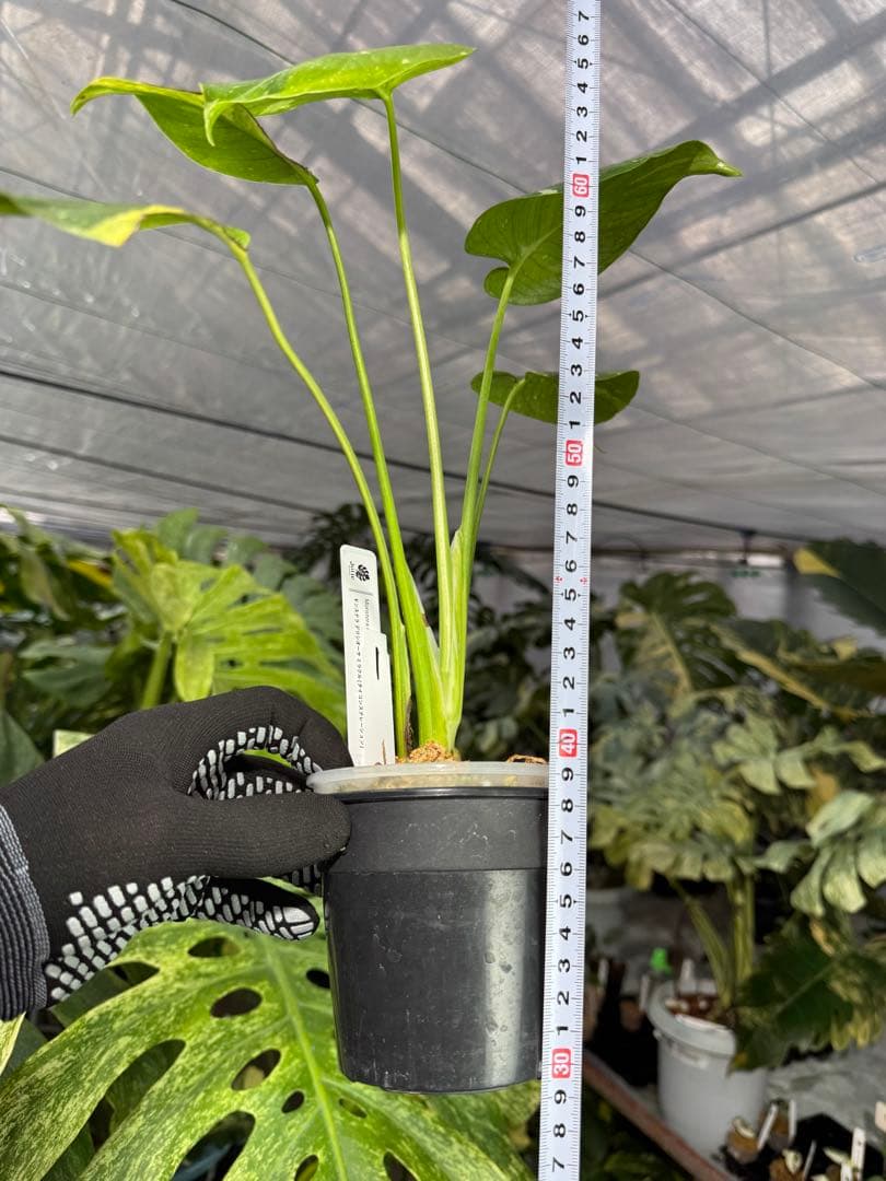 1モンステラ　タイコンステレーション　ミラクル　斑入り