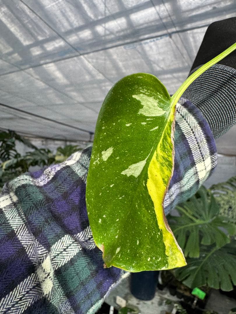 1モンステラ　タイコンステレーション　ミラクル　斑入り