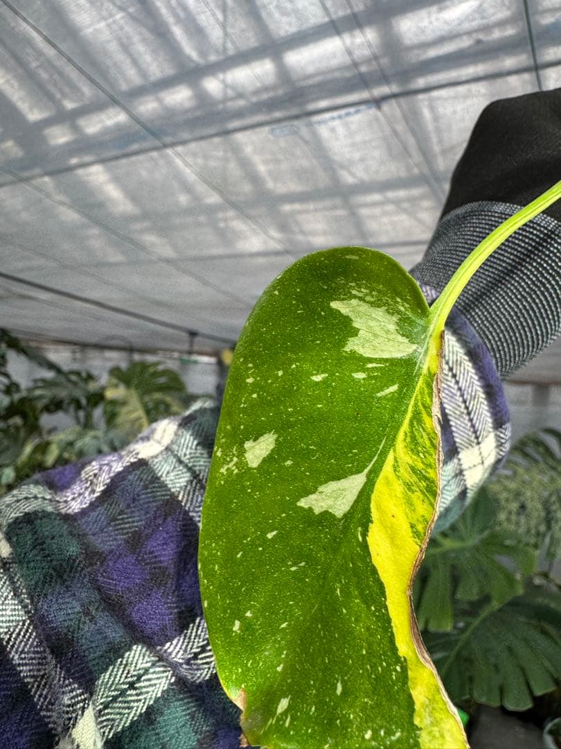 1モンステラ　タイコンステレーション　ミラクル　斑入り