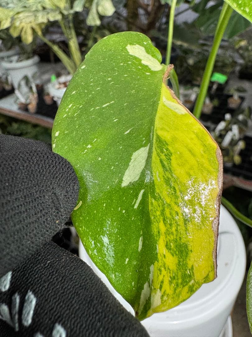 1モンステラ　タイコンステレーション　ミラクル　斑入り