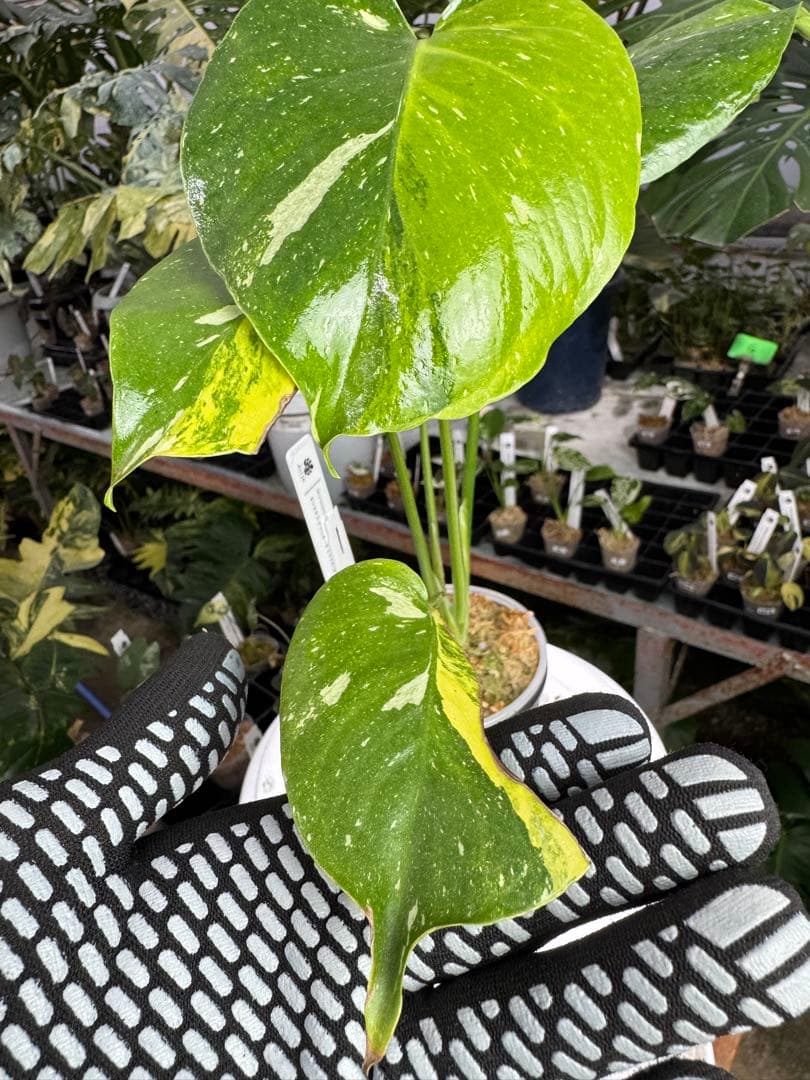 1モンステラ　タイコンステレーション　ミラクル　斑入り