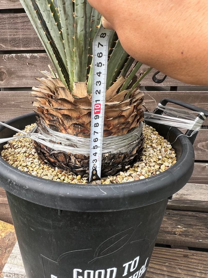 ダシリリオン　グラウコフィラム　ロンギシマム