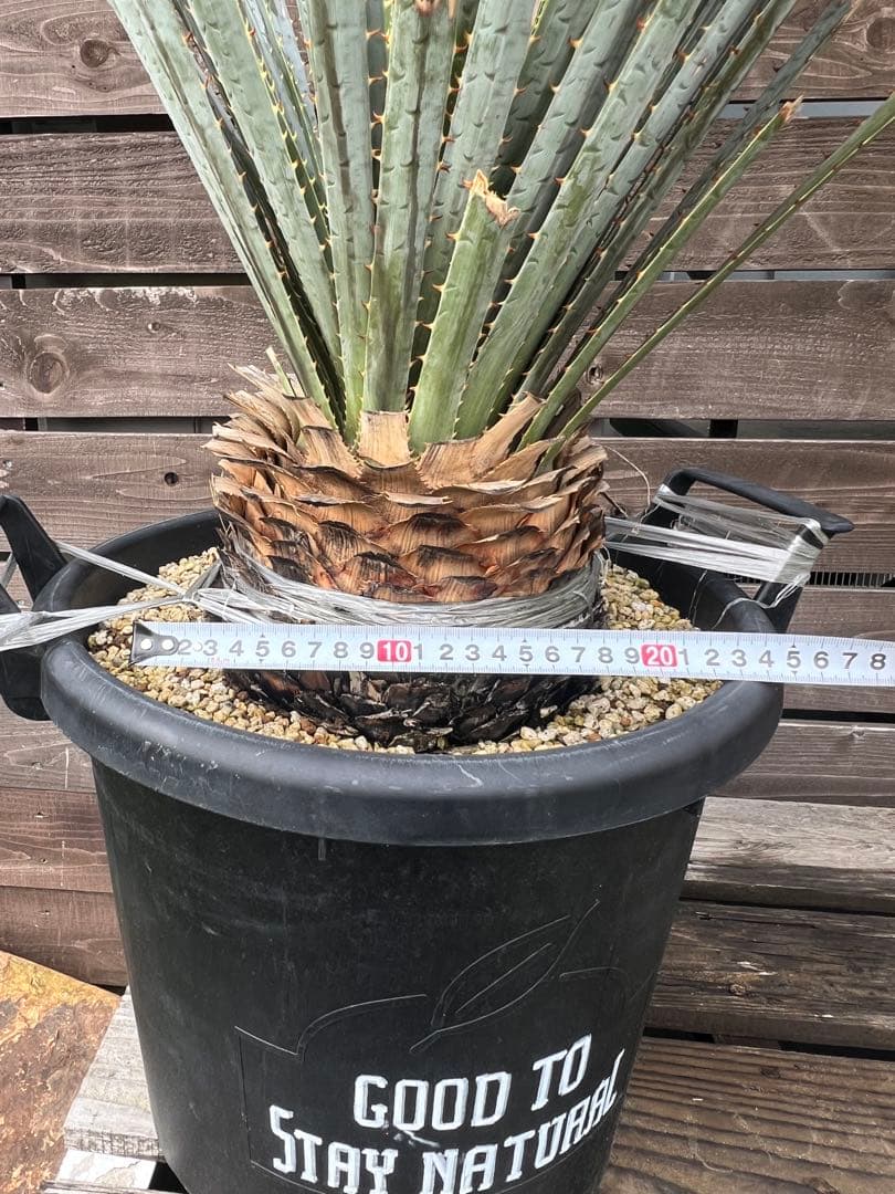 ダシリリオン　グラウコフィラム　ロンギシマム