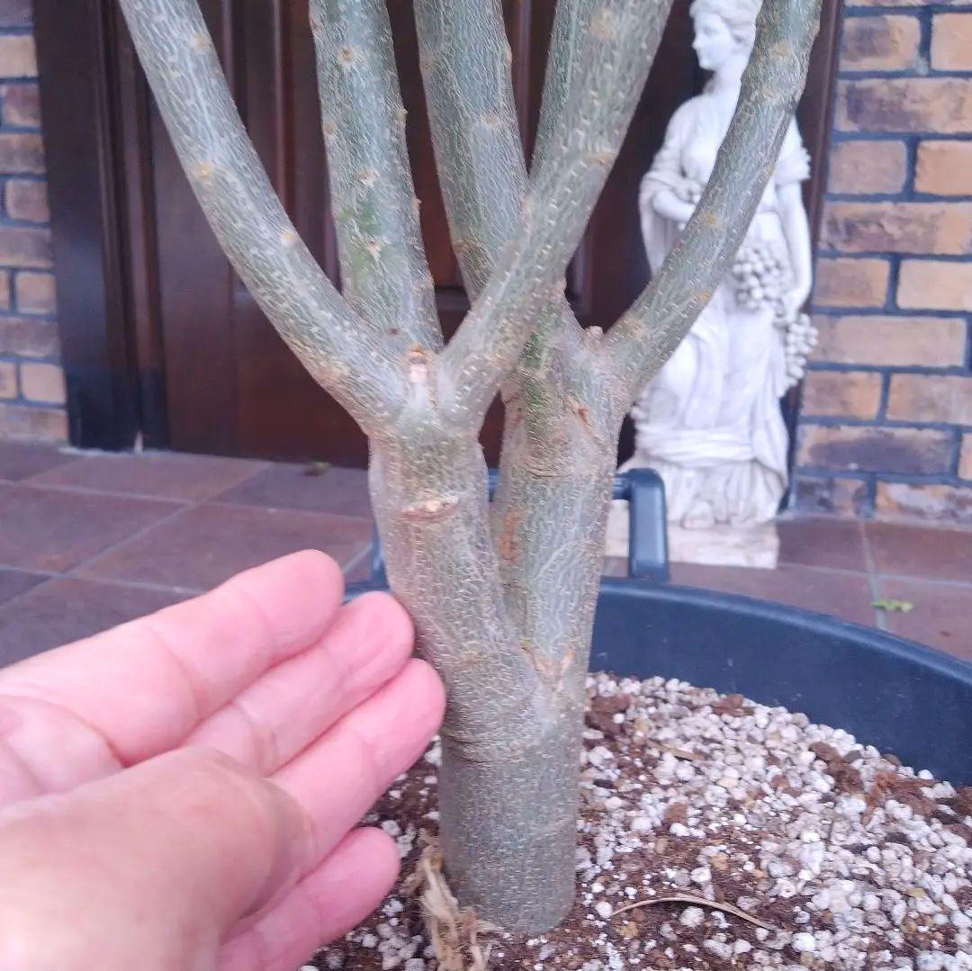 オリーブの木 シプレッシーノ 200cm❗ 大型12号 綺麗な葉色 植え替え済