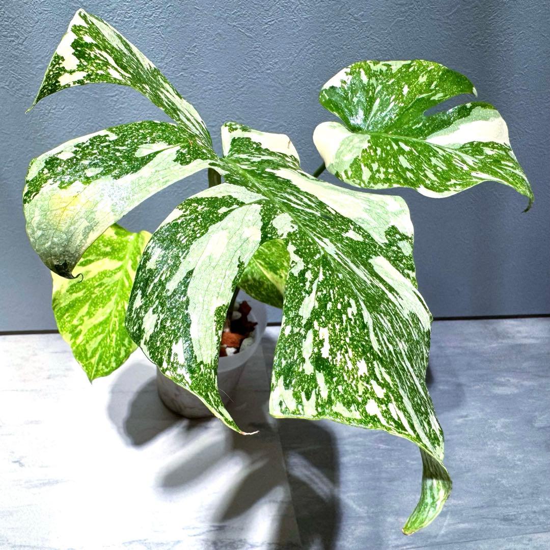 モンステラ デリシオーサ クリームブリュレ 希少斑入り 2芽