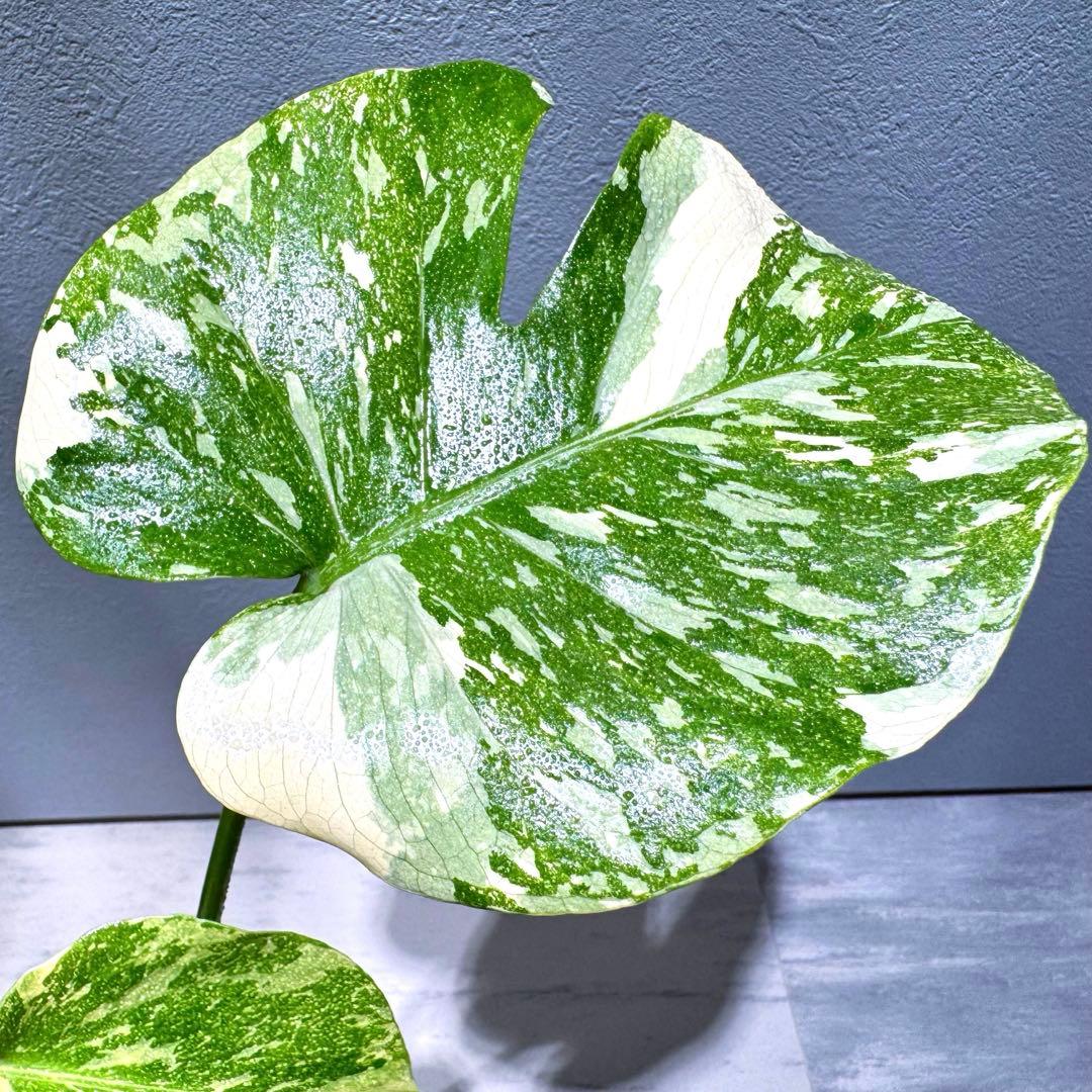 モンステラ デリシオーサ クリームブリュレ 希少斑入り 2芽