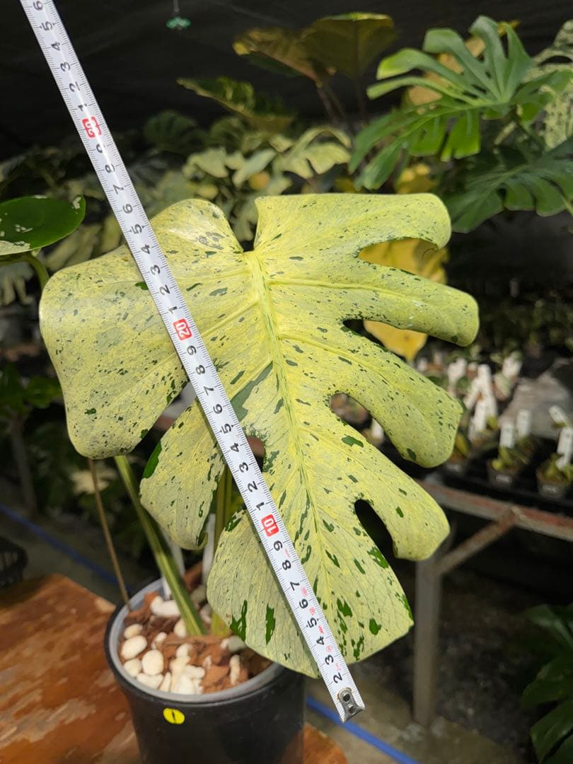 1 モンステラ デリシオーサ ベトシオーサ 孫OC苗｜暴れやすい系統・希少株