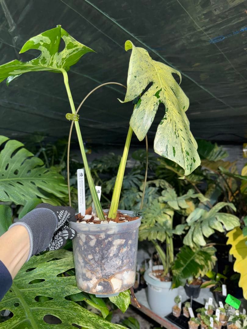 1 モンステラ デリシオーサ ベトシオーサ 孫OC苗｜暴れやすい系統・希少株