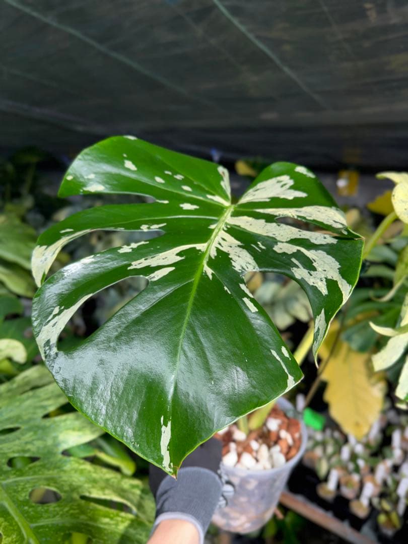 1 モンステラ デリシオーサ ベトシオーサ 孫OC苗｜暴れやすい系統・希少株