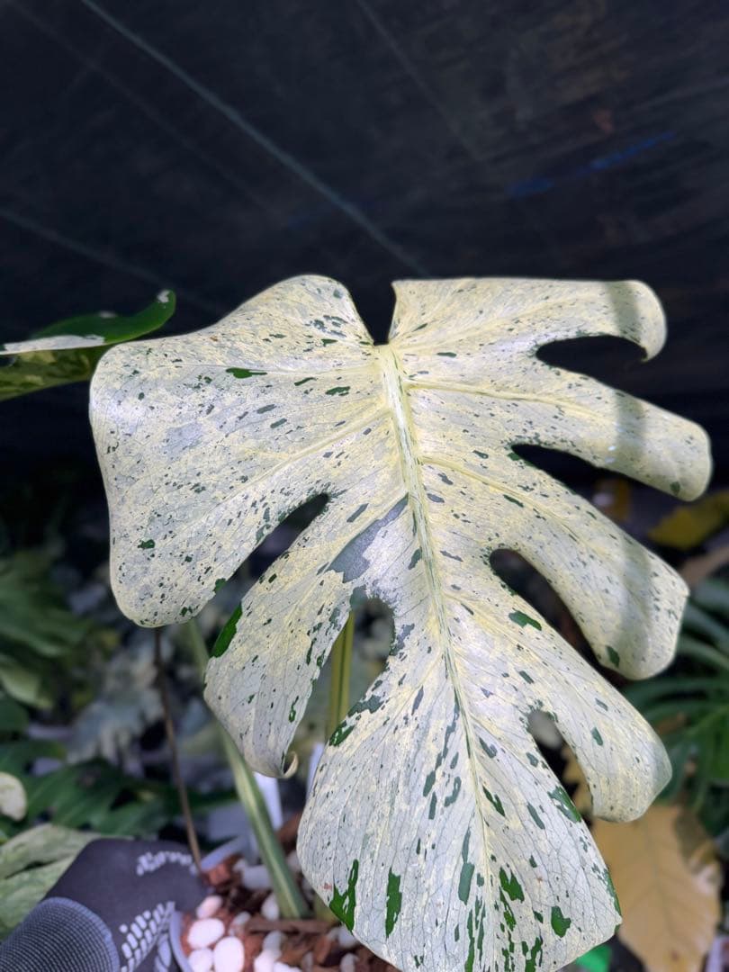 1 モンステラ デリシオーサ ベトシオーサ 孫OC苗｜暴れやすい系統・希少株