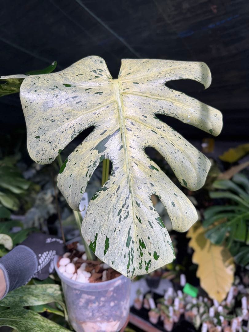 1 モンステラ デリシオーサ ベトシオーサ 孫OC苗｜暴れやすい系統・希少株