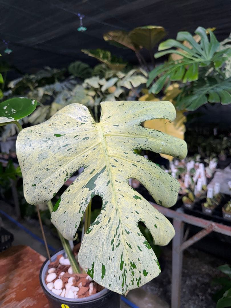 1 モンステラ デリシオーサ ベトシオーサ 孫OC苗｜暴れやすい系統・希少株