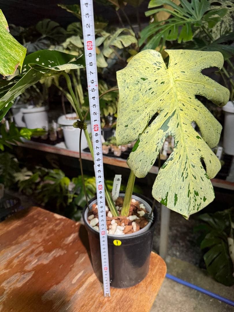 1 モンステラ デリシオーサ ベトシオーサ 孫OC苗｜暴れやすい系統・希少株
