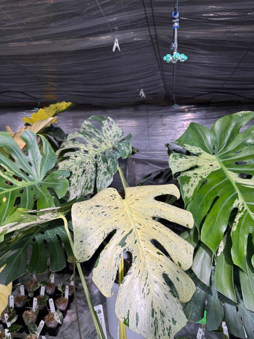 1 モンステラ デリシオーサ ベトシオーサ 孫OC苗｜暴れやすい系統・希少株