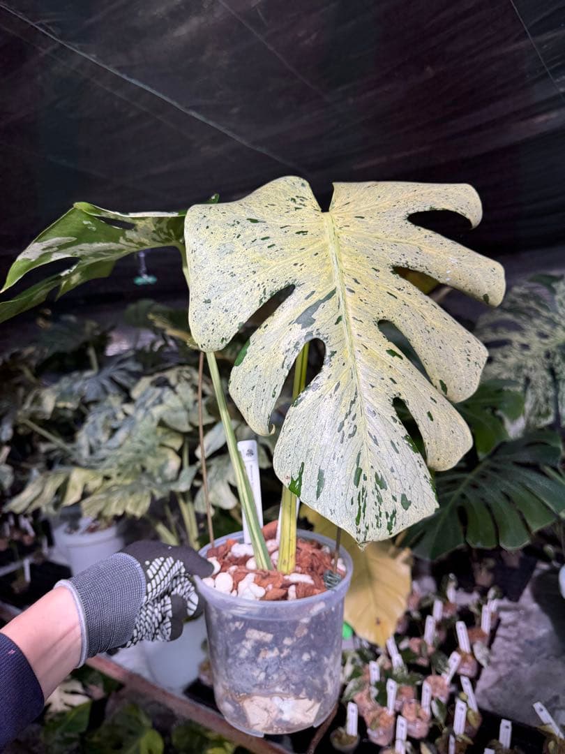 1 モンステラ デリシオーサ ベトシオーサ 孫OC苗｜暴れやすい系統・希少株