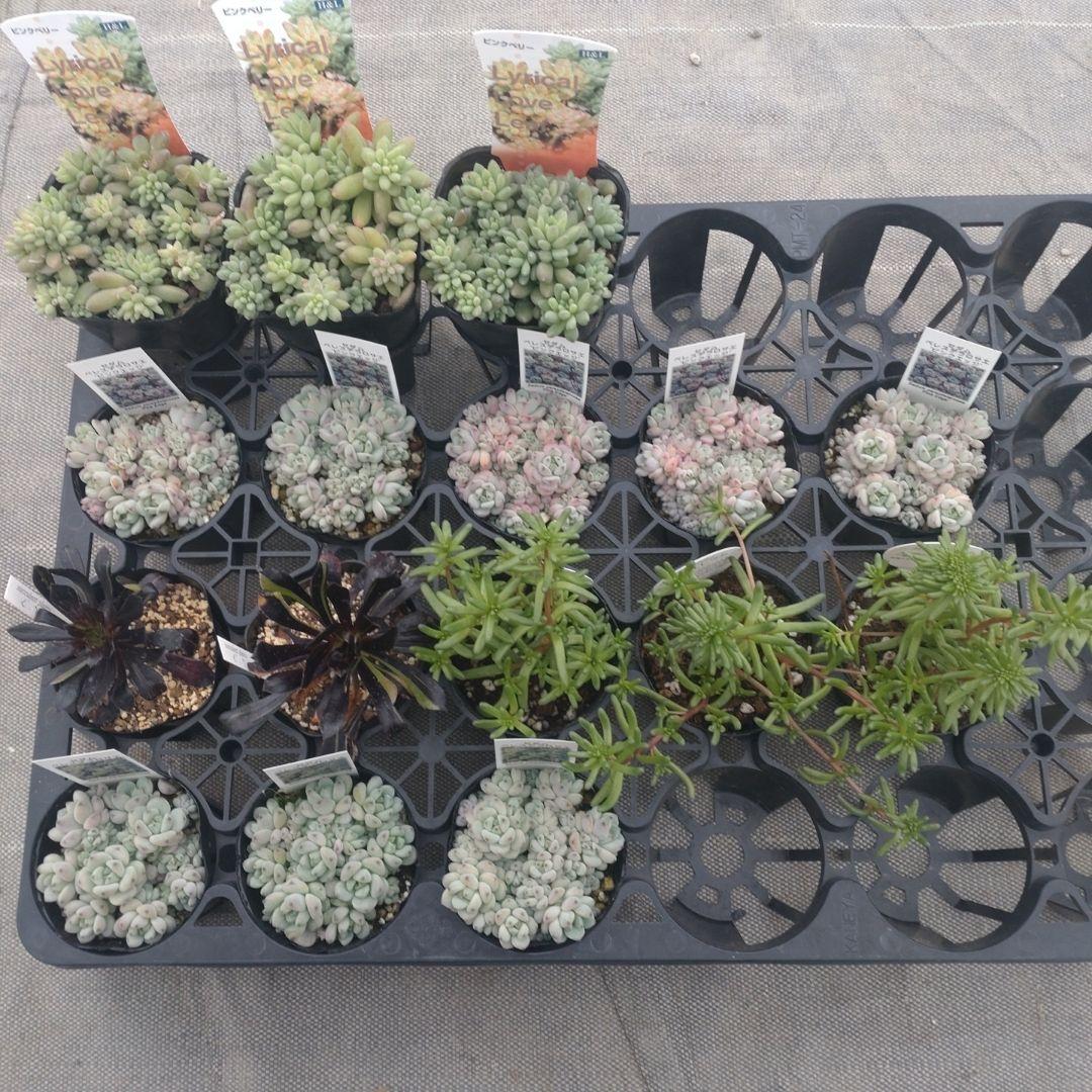 みつばちさん専用