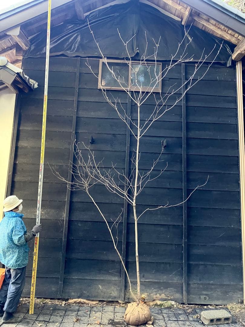 山採り　リョウブ