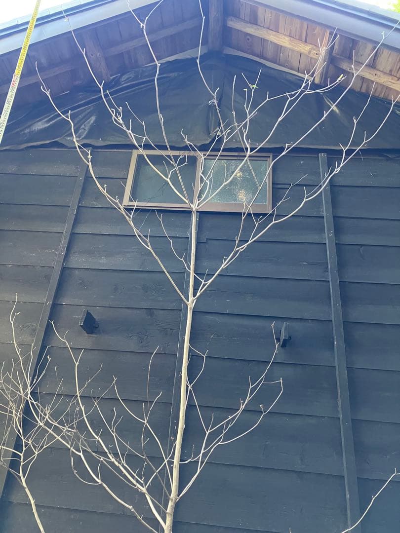 山採り　リョウブ