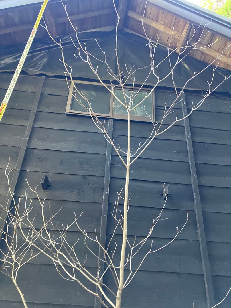 山採り　リョウブ