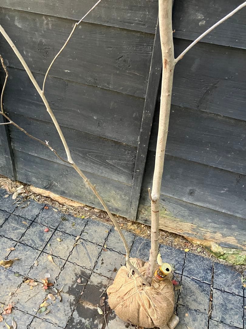 山採り　リョウブ