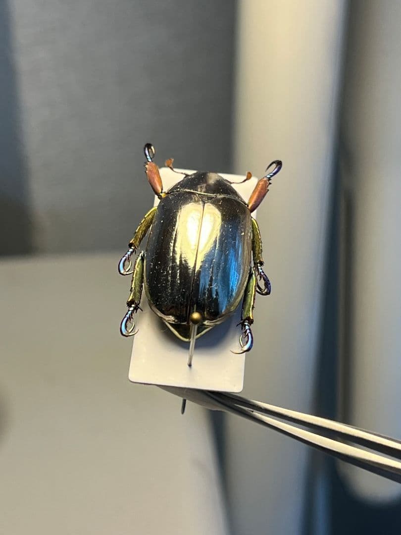 【27mm】クリサルギレアプラチナコガネ 標本カナブン ウグイスコガネ