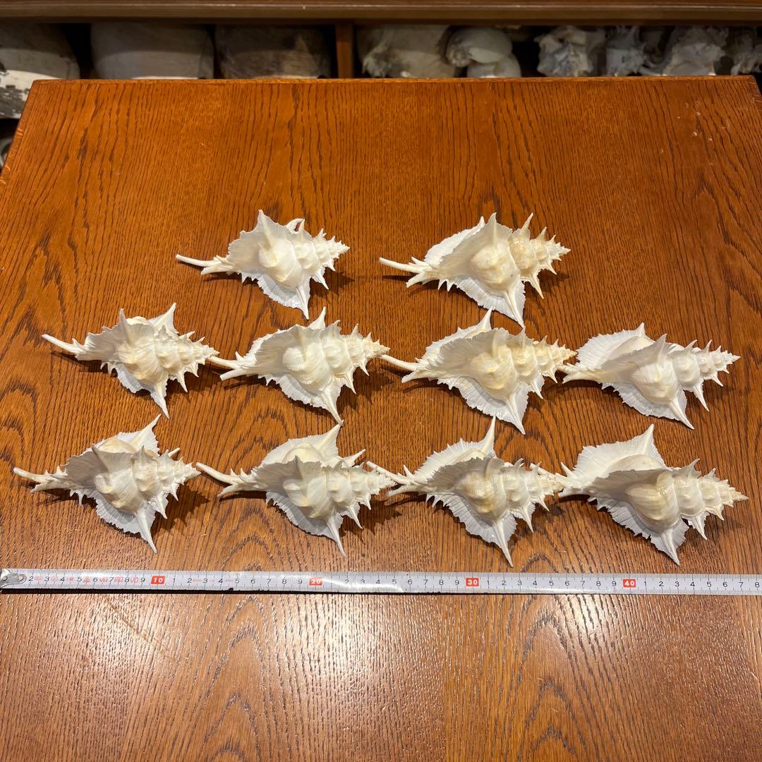 海*貝様 【最終在庫】　美品　東シナ海産　蓋付き　ガンセキバショウ　10点セット