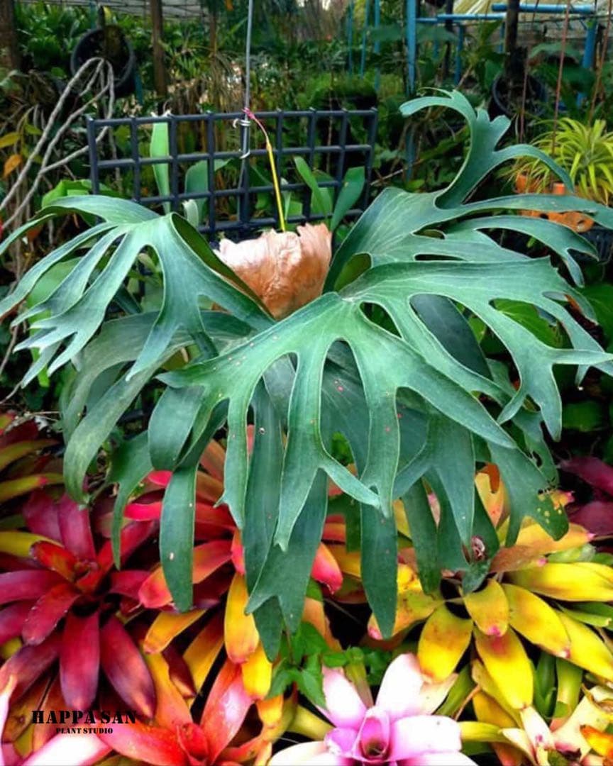 Celso×Yellow Moon×Dragon Claw Sporeling③