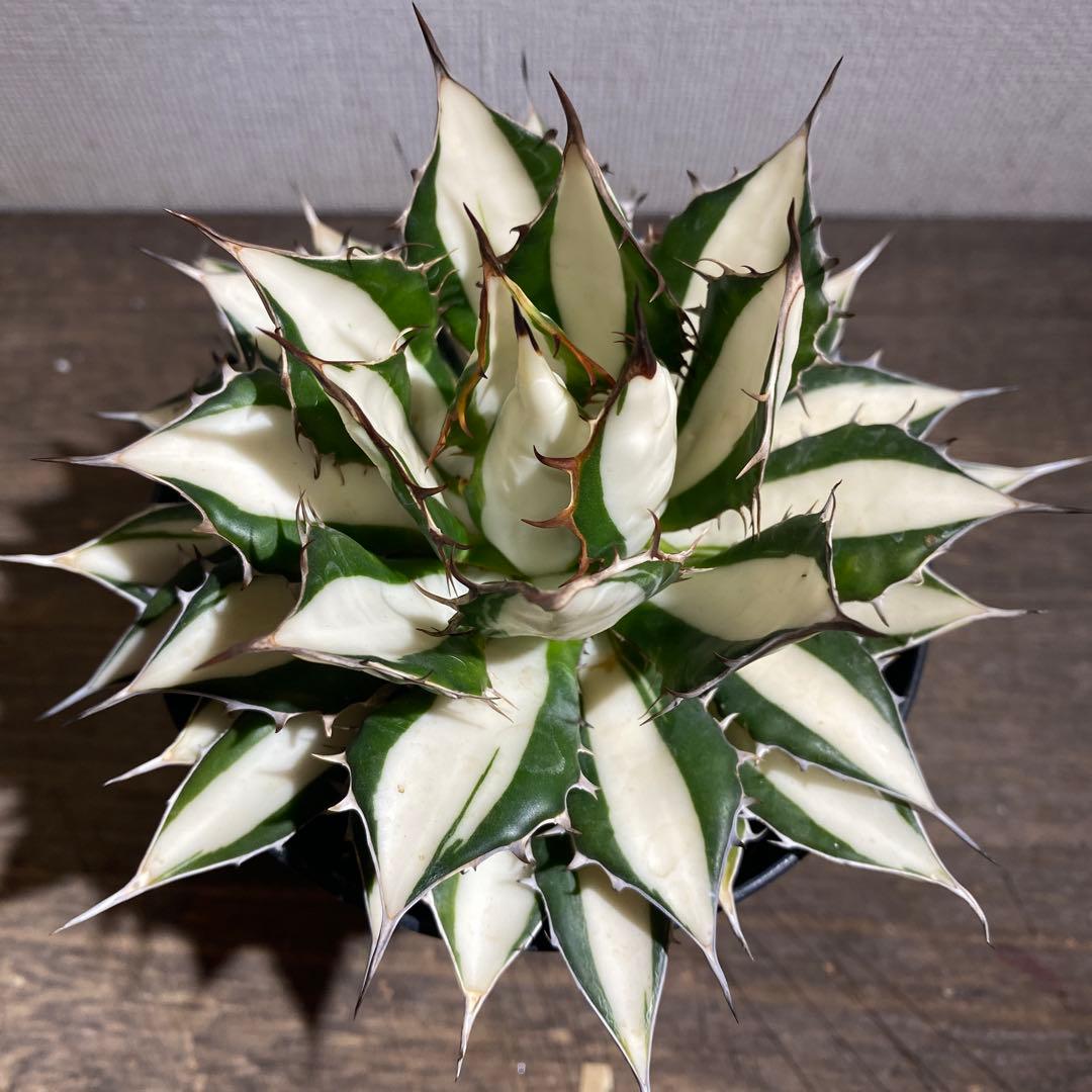 アガベ　ホリダ白中斑入　極上ラスト