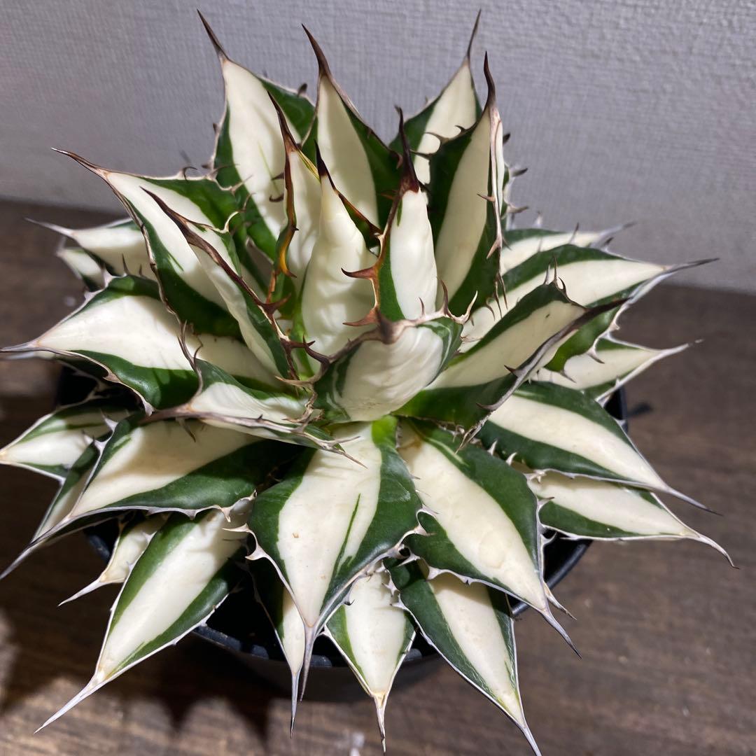 アガベ　ホリダ白中斑入　極上ラスト