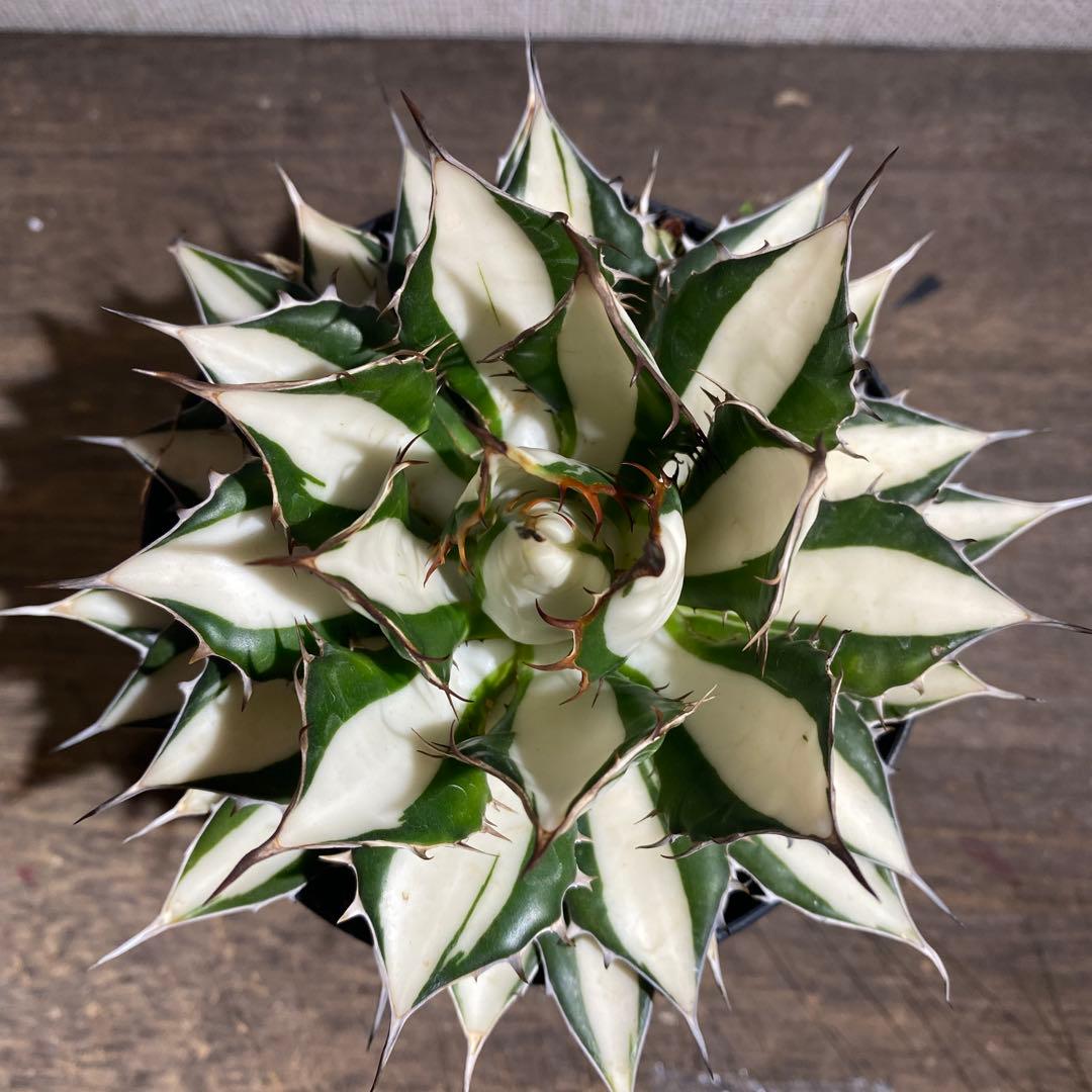 アガベ　ホリダ白中斑入　極上ラスト