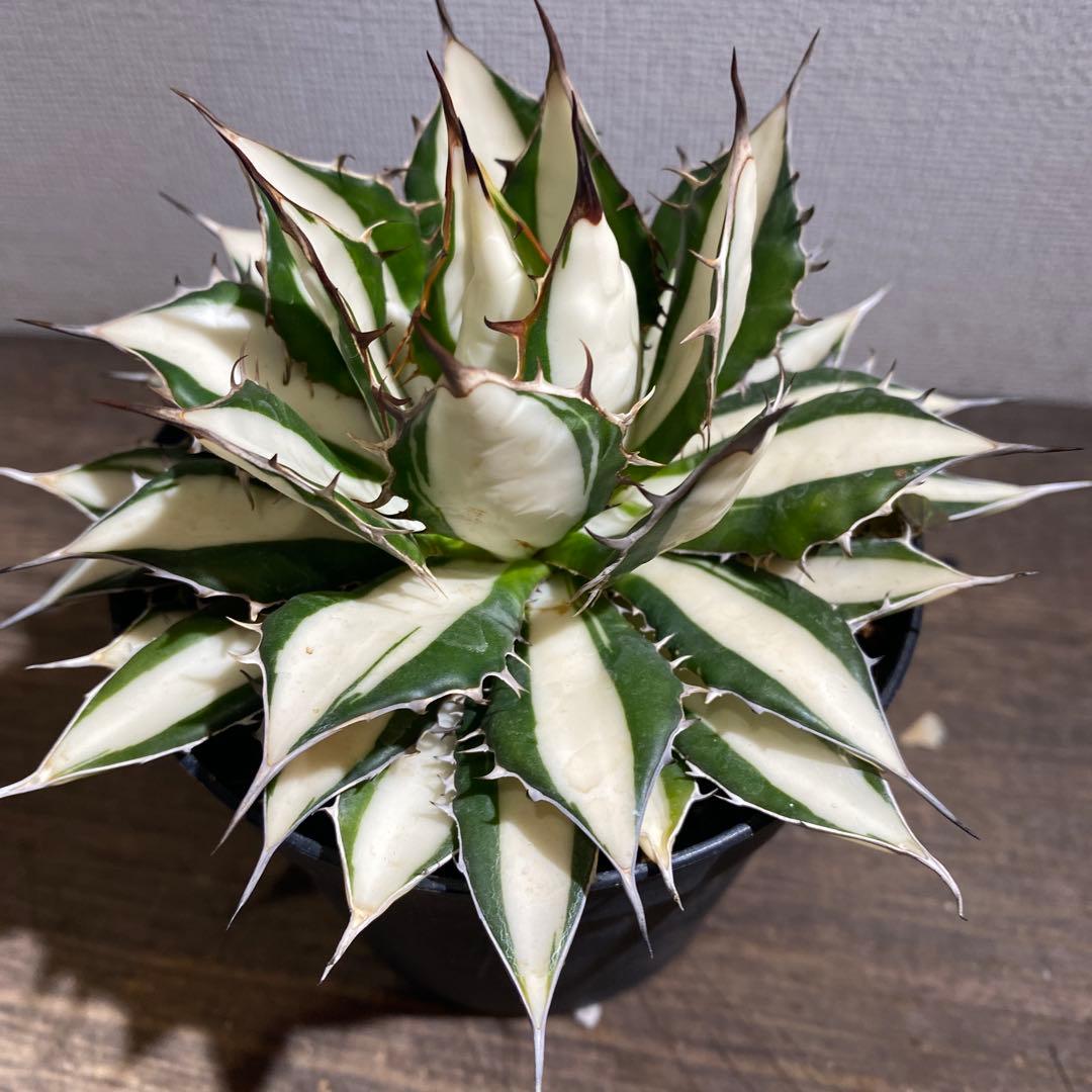 アガベ　ホリダ白中斑入　極上ラスト