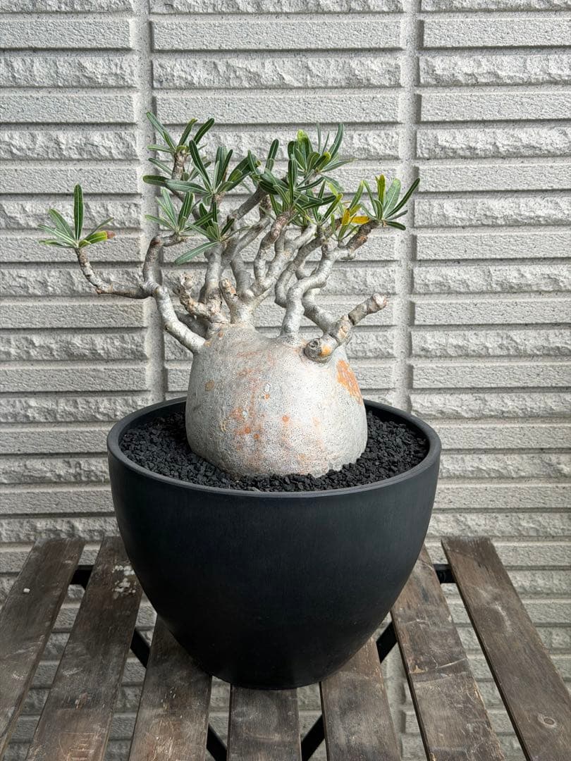 値下げ［発根済］超特大グラキリス