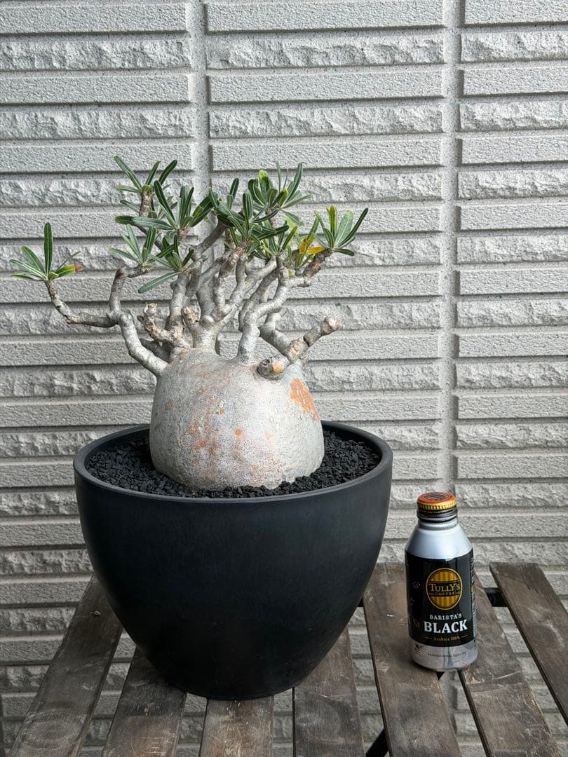 値下げ［発根済］超特大グラキリス