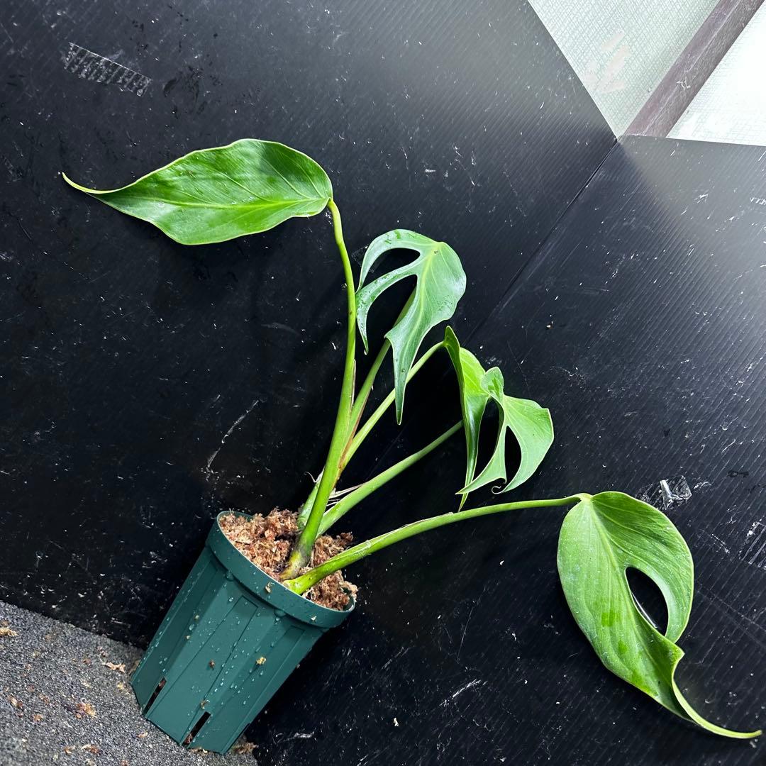 ち*か様 モンステラデリシオーサバールマルクスフレーム4号鉢植え大株美株レア