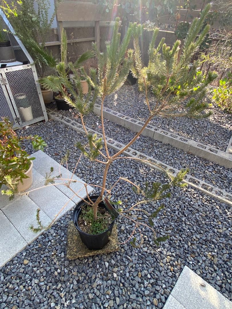 Banksia Little Eric バンクシア リトルエリック