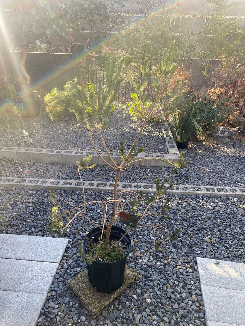 Banksia Little Eric バンクシア リトルエリック