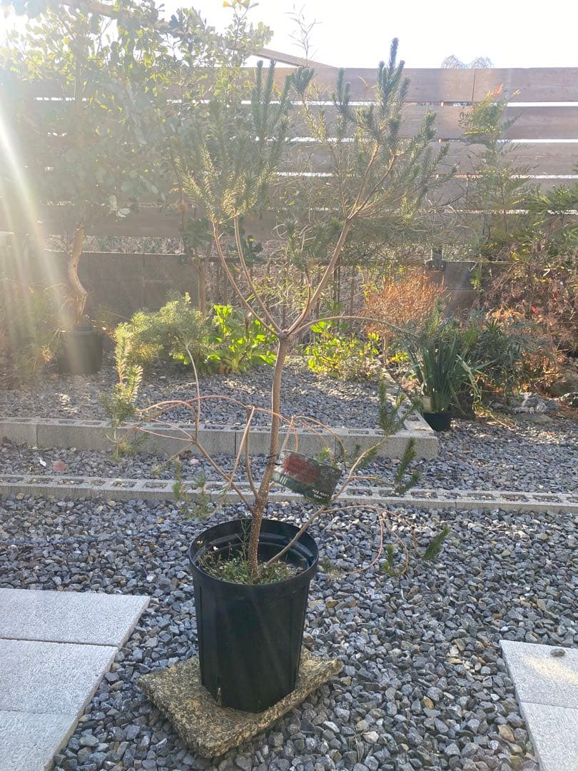 Banksia Little Eric バンクシア リトルエリック