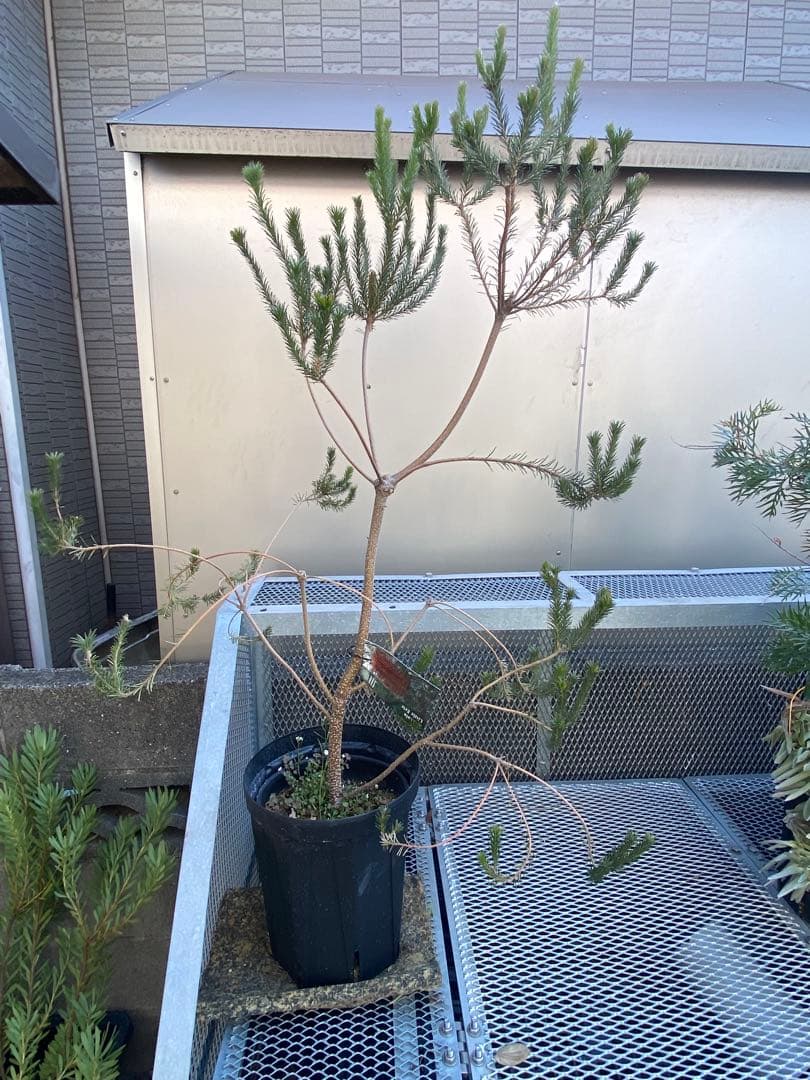 Banksia Little Eric バンクシア リトルエリック