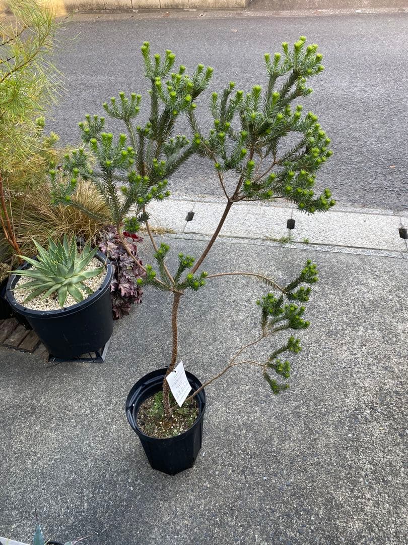 Banksia Little Eric バンクシア リトルエリック