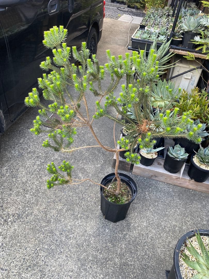 Banksia Little Eric バンクシア リトルエリック