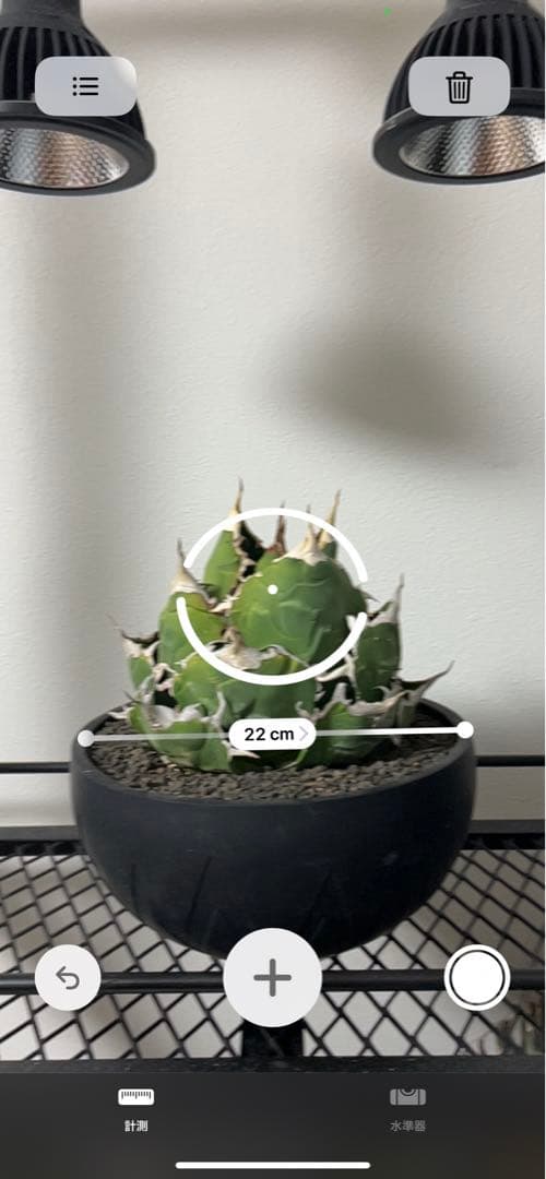 大幅値下げ！アガベ　白鯨　大株　コレクション株　鉢プレゼント