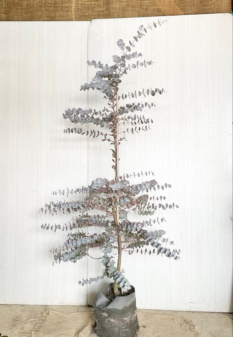 シネレア　おかこさん提案品 /103