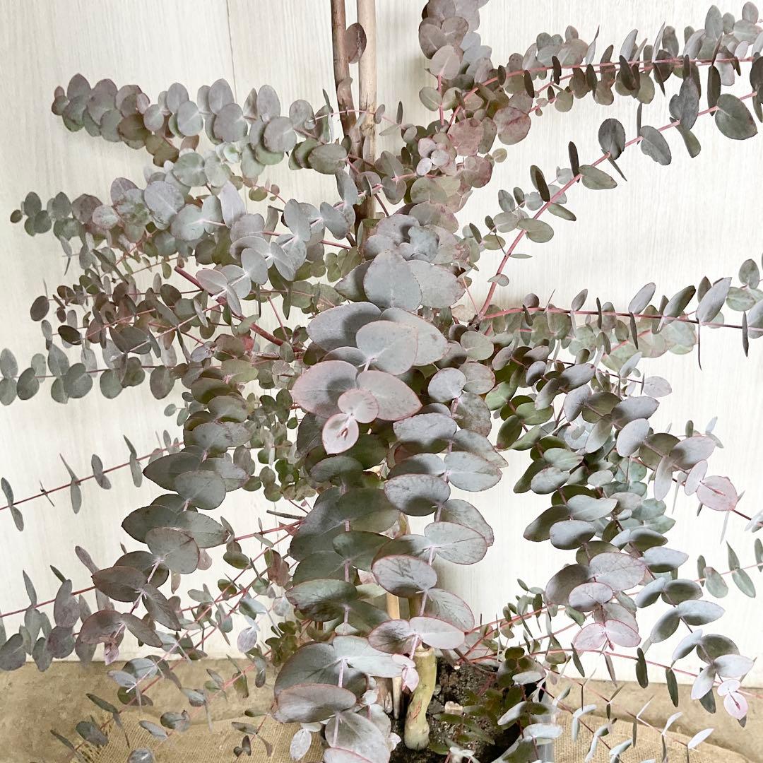 シネレア　おかこさん提案品 /103