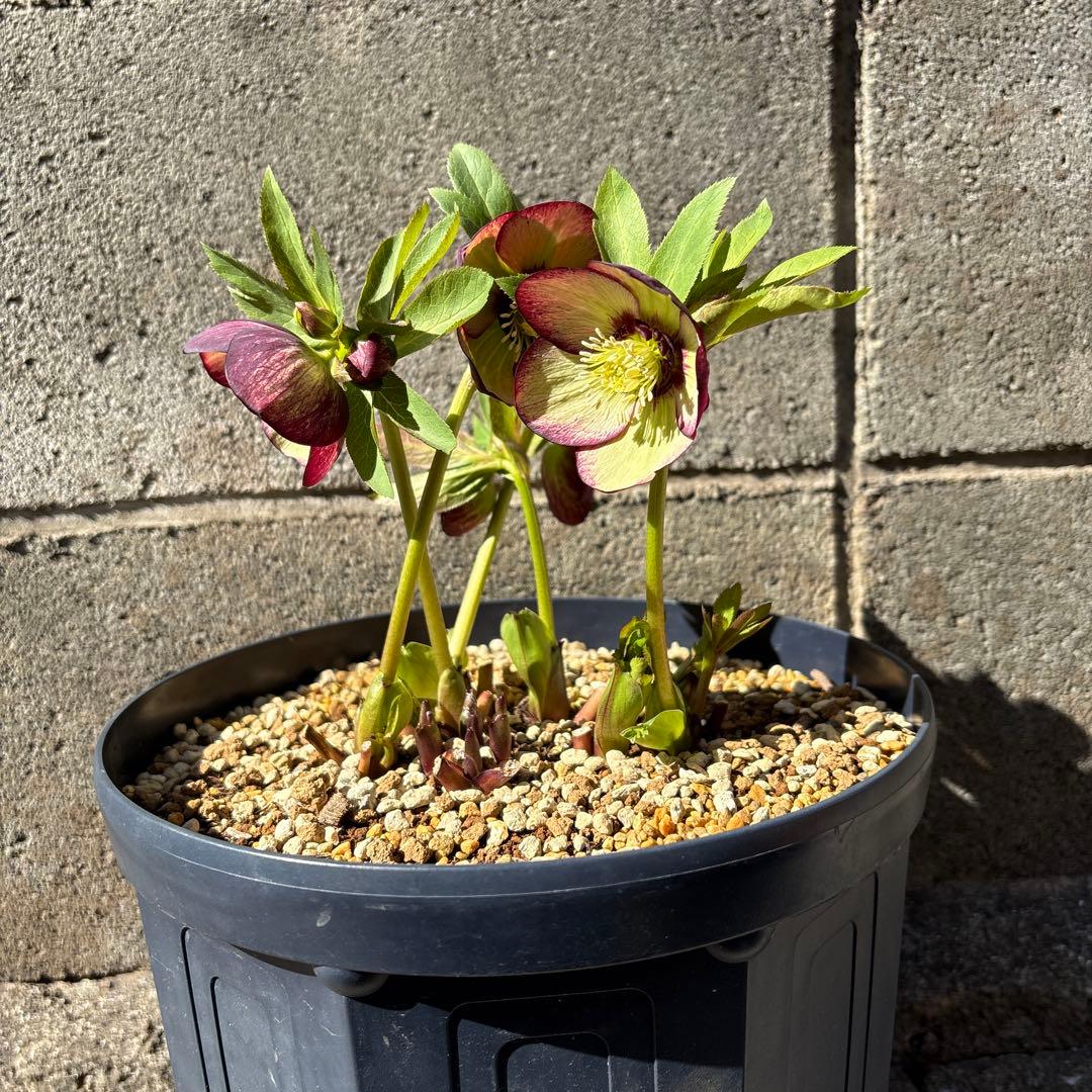 クリスマスローズ　花芽あり