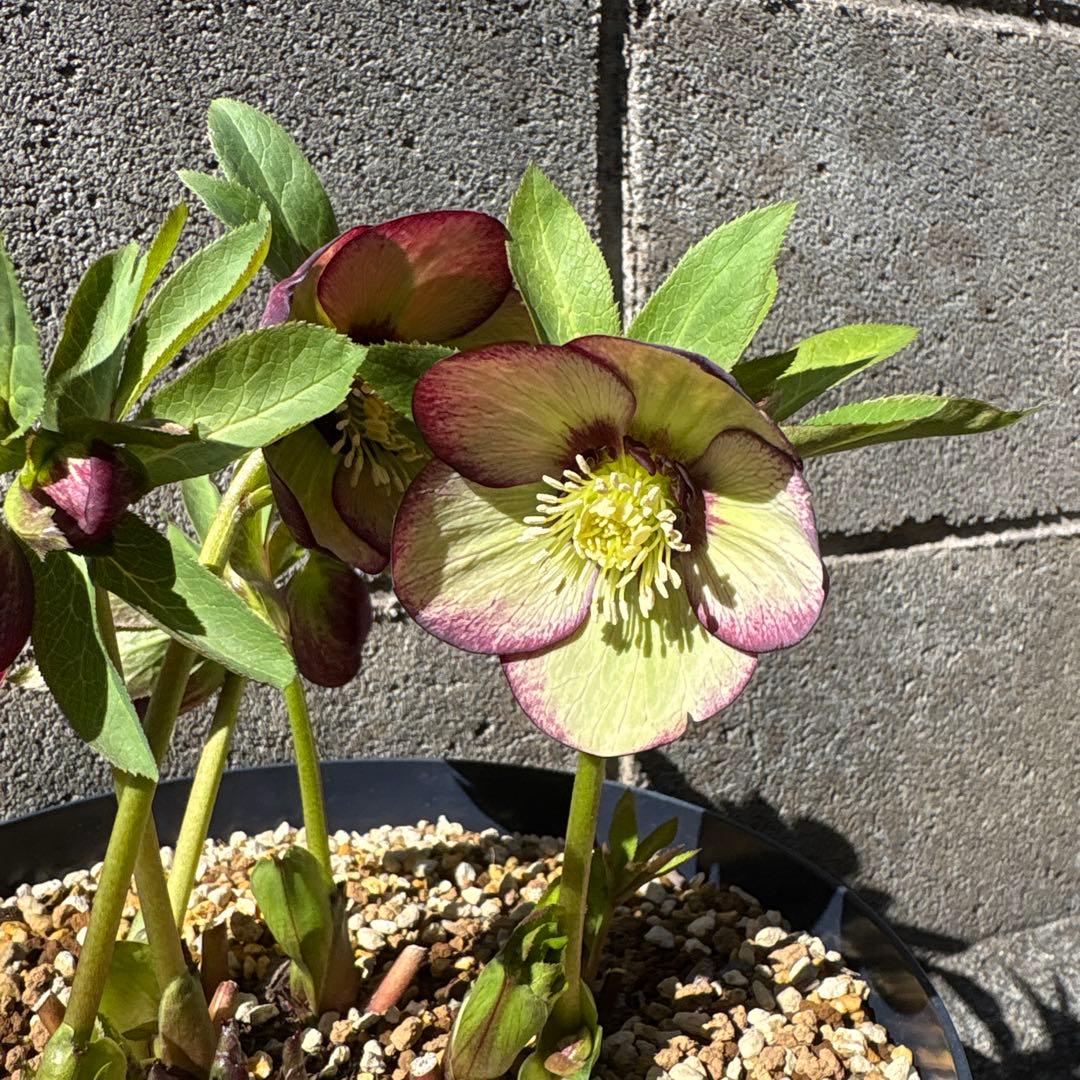 クリスマスローズ　花芽あり