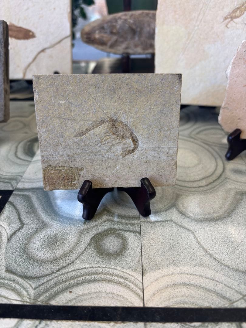 台付　エビ　魚　化石　鉱石　希少　インテリア